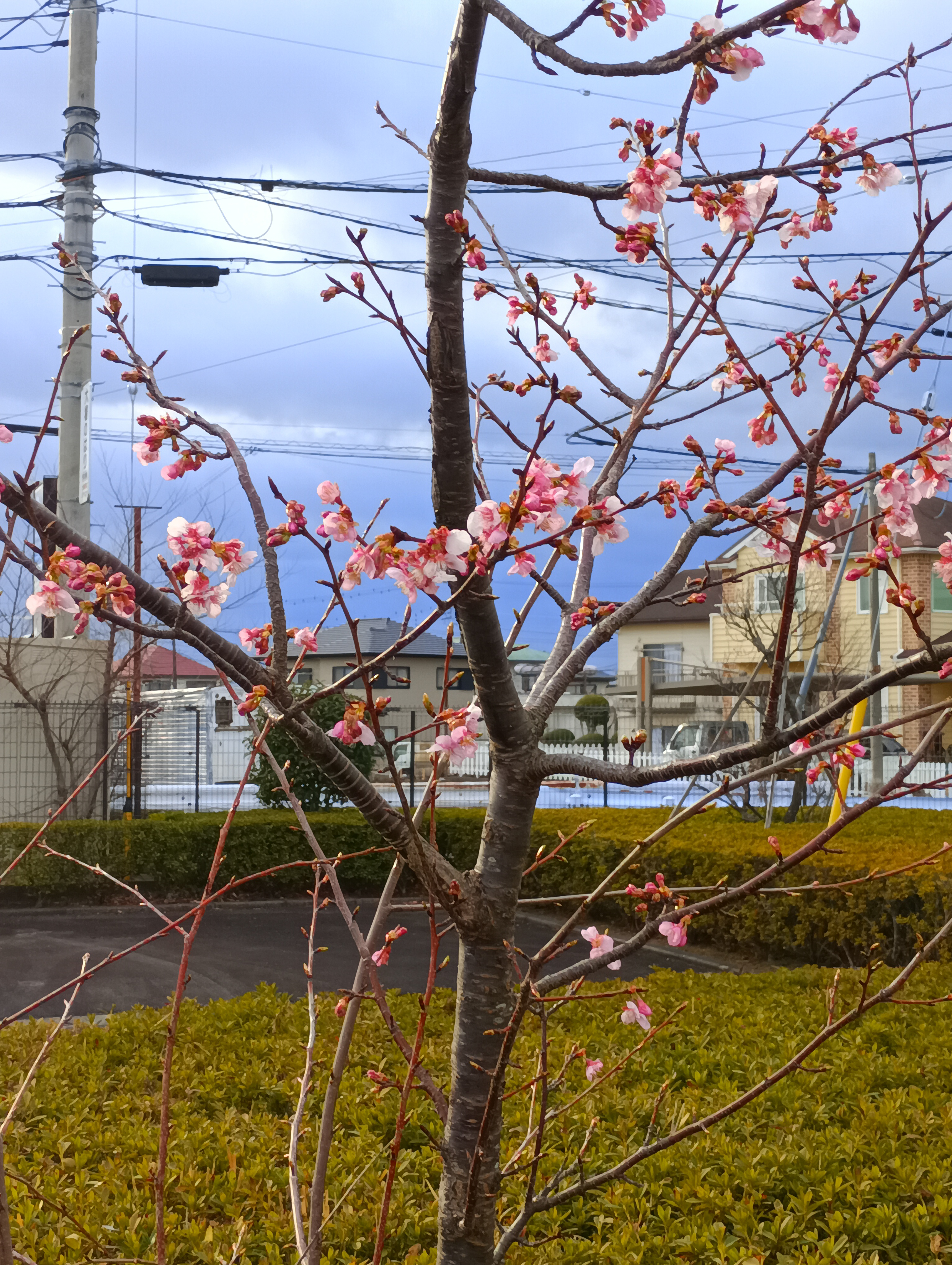 河津桜と梅が咲きました🌸