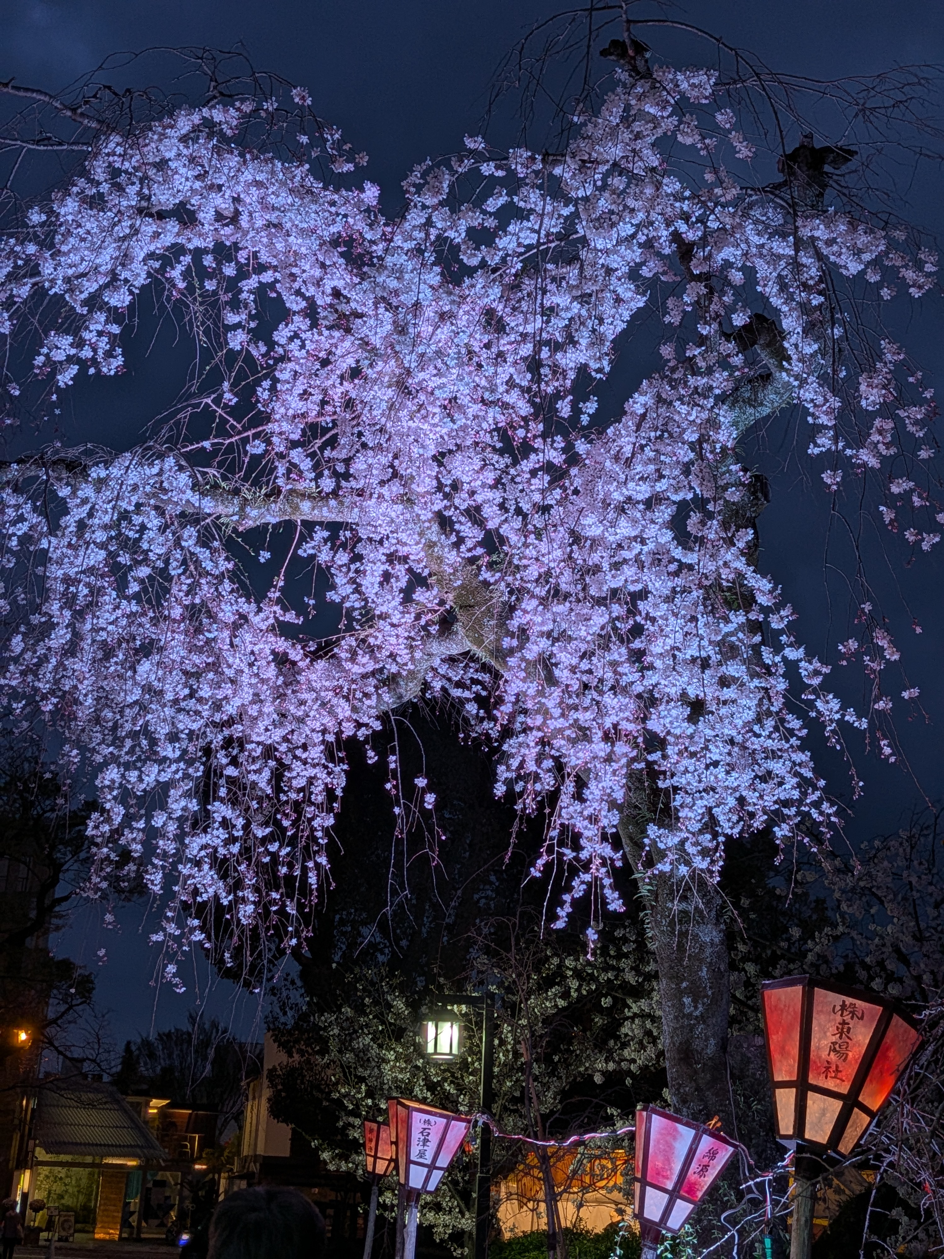 三島大社へお花見に行ってきました🌸